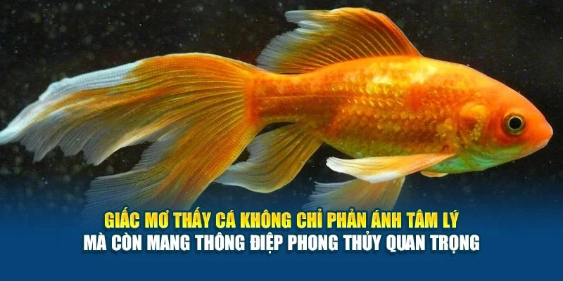 Mơ Thấy Cá Và Đánh Số Gì? Gợi Ý Chính Xác Nhất 2025 5 Giấc mơ thấy cá không chỉ phản ánh tâm lý mà còn mang thông điệp phong thủy quan trọng
